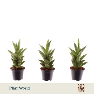 Sansevieria Cylindrica Starshooter 7 cm
(16 Plants/Order)(7cmP 15cmH)