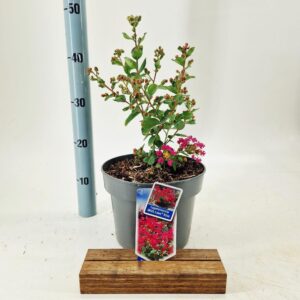 Lagerstroemia indica With Love Kiss ('Milarosso'PBR)
(1 Plants/Order)(23cmP 40cmH)