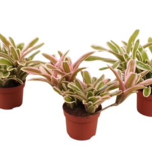 Nidularium Striped Fireball Fireball VARI 12 cm
(6 Plants/Order)(12cmP 35cmH)