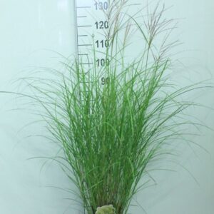 Miscanthus sinensis small Silbers
(1 Plants/Order)(23cmP 140cmH)