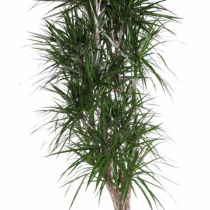 Dracaena marginata busch P40
(1 Plants/Order)(40cmP 200cmH)