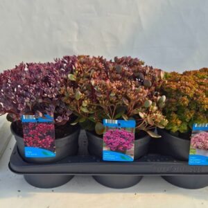 Sedum mix kruipend
(6 Plants/Order)(17cmP 20cmH)