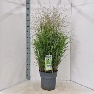 Panicum virgatum Stäffa'
(1 Plants/Order)(29cmP 140cmH)
