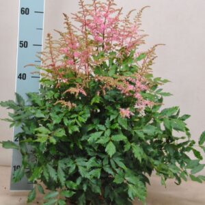 Astilbe Freya
(6 Plants/Order)(15cmP 60cmH)