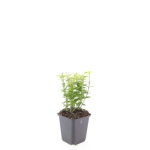 Euonymus fortunei Emerald n Gold
(12 Plants/Order)(9cmP 15cmH)