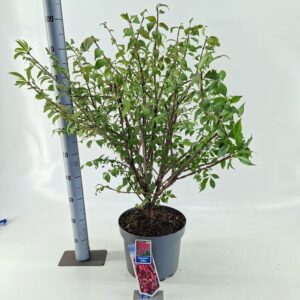 Euonymus alatus
(1 Plants/Order)(29cmP 100cmH)
