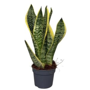 Sansevieria Futura Superba
(12 Plants/Order)(9cmP 30cmH)