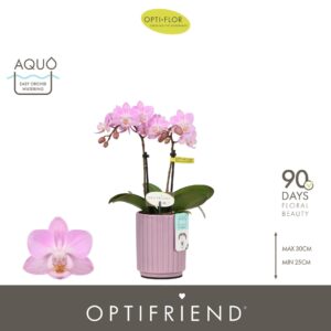 Phalaenopsis Multiflora Optifriend Lieke 2 spike in Molise Lilac Aquo
(6 Plants/Order)(7cmP 25cmH)