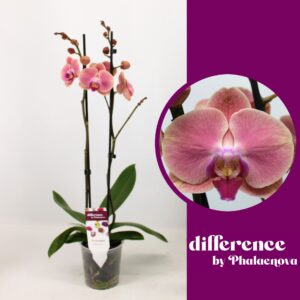Phalaenopsis other orange (meerder Felicja 2-tak 60cm (GROEN)
(10 Plants/Order)(12cmP 65cmH)