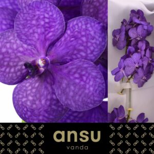 Vanda Tayanee Blue Tayanee Blue
(25 Plants/Order)(cmP 20cmH)