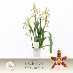 Cambria Aliceara Renaissance White 4-spike 'Exclusiva Orchidea'
(6 Plants/Order)(12cmP 50cmH)