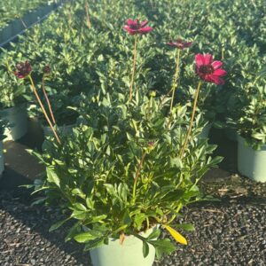 Cosmos atrosanguineus Cherry Chocol Cherry Chocolate'
(1 Plants/Order)(19cmP 40cmH)