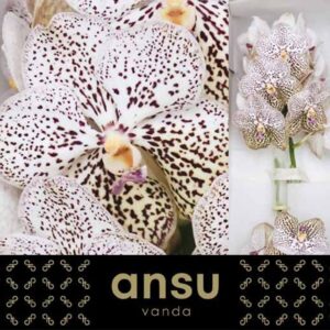 Vanda Sunanda Purple Confetti Vanda Purple Confetti
(16 Plants/Order)(cmP 20cmH)