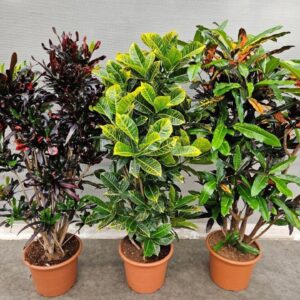 Codiaeum Codiaeum mix (Croton)
(4 Plants/Order)(40cmP 170cmH)