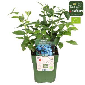 Vaccinium corymbosum Brigitta Blue' Bio P13
(10 Plants/Order)(13cmP 30cmH)