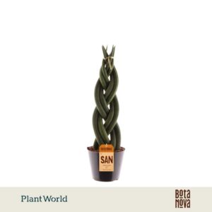 Sansevieria Cylindrica Twist'
(11 Plants/Order)(10.5cmP 30cmH)