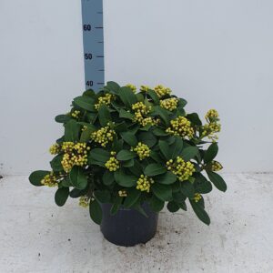 Skimmia japonica Veitchii 26cm 25+ receme
(1 Plants/Order)(26cmP 50cmH)