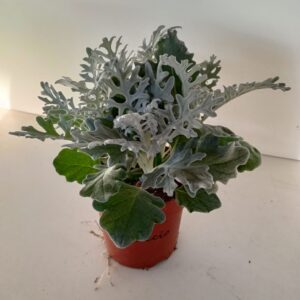 Senecio cineraria silver dust
(10 Plants/Order)(12cmP 25cmH)