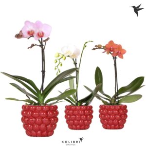 Phalaenopsis Multiflora 1 spike in Berry Pot
(6 Plants/Order)(9cmP 40cmH)