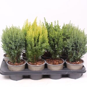 Chamaecyparis mixed bak
(8 Plants/Order)(13cmP 35cmH)