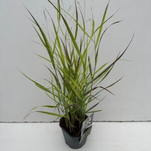 Panicum virgatum Sangria'
(6 Plants/Order)(17cmP 30cmH)