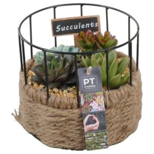 Succulenten PTSU8504 Arrangement in touwmand met metaal
(3 Plants/Order)(17cmP 15cmH)