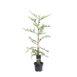Sequoia sempervirens Adpr
(1 Plants/Order)(23cmP 90cmH)