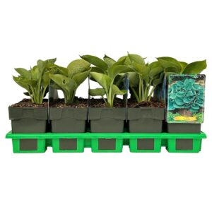 Hosta Big Daddy
(10 Plants/Order)(11cmP 25cmH)
