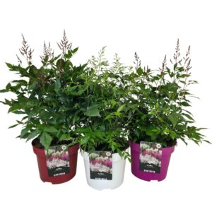 Astilbe mixed
(1 Plants/Order)(23cmP 75cmH)