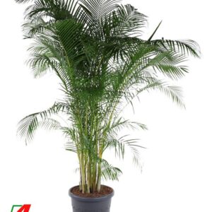 Chrysalidocarpus Dypsis Lutescens(Areca) P58
(1 Plants/Order)(58cmP 280cmH)