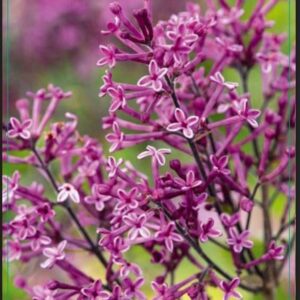 Syringa Bloomerang Dark Purple' 50-60C5
(1 Plants/Order)(23cmP 70cmH)