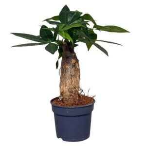 Pachira aquatica Trunk single stam
(12 Plants/Order)(9cmP 25cmH)