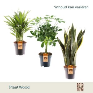 Indoor plants Groenmix Jamaica (diverse soorten)
(7 Plants/Order)(14cmP 45cmH)
