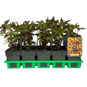 Heliopsis Burning Hearts' P11
(10 Plants/Order)(11cmP 25cmH)