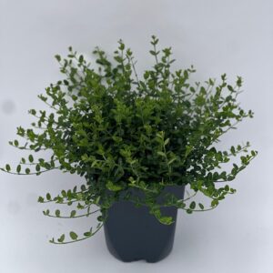 Euonymus fortunei Minimus
(6 Plants/Order)(17cmP 20cmH)