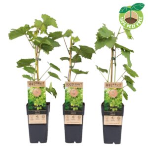 Vitis Himrod vinifera P15 (pitloos)
(10 Plants/Order)(15cmP 50cmH)