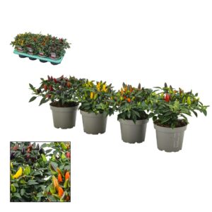 Capsicum annuum Torero mixed Capscium Mixtray
(8 Plants/Order)(13cmP 23cmH)