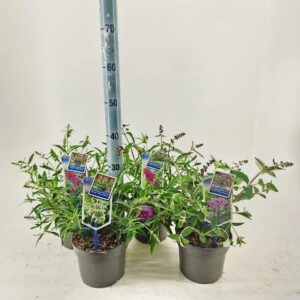 Buddleja (Free petite) mix P17 (minimum order one layer)
(1 Plants/Order)(17cmP 20cmH)