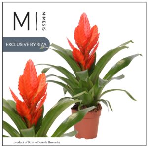 Vriesea Intenso Orange 12cm Mimesis
(10 Plants/Order)(12cmP 42cmH)
