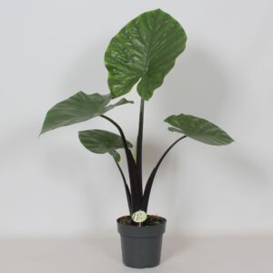 Alocasia Dark Star'
(1 Plants/Order)(21cmP 100cmH)