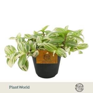 Tradescantia Brightness
(8 Plants/Order)(12cmP 20cmH)