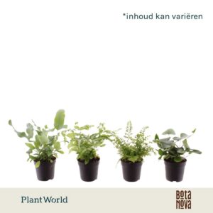 Varens mixed
(16 Plants/Order)(7cmP 20cmH)