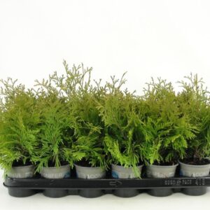 Thuja Yellow Ribbon occidentalis
(18 Plants/Order)(9cmP 20cmH)