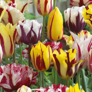 Droge Bulbs Tulipa Garden Rembrandt Mixed x10 12/+
(10 Plants/Order)(20cmP 45cmH)