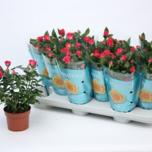 Rosa Purple Jewel Rosa Purple Jewel Beau Monde (10,5 cm)
(12 Plants/Order)(10.5cmP 25cmH)