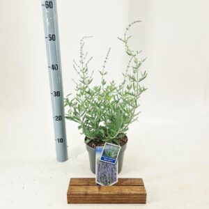 Perovskia Blue Spire atripicifolia
(1 Plants/Order)(17cmP 30cmH)