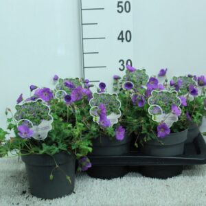 Geranium Rozanne
(6 Plants/Order)(17cmP 30cmH)