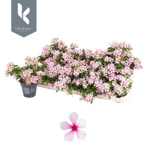 Catharanthus roseus Soirée Hot Pink Bubble Joy
(10 Plants/Order)(10.5cmP 22cmH)