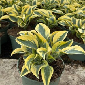 Klimplanten Hosta 'Wide Brim'
(1 Plants/Order)(23cmP 40cmH)