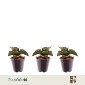 Sansevieria Samurai Compacta
(20 Plants/Order)(5.5cmP 10cmH)